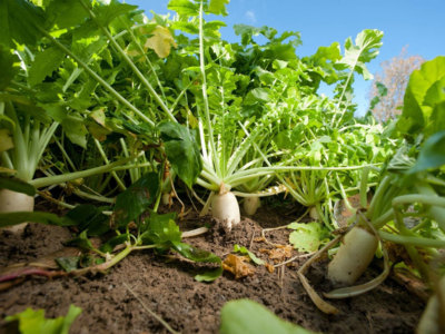 Radish cover crop